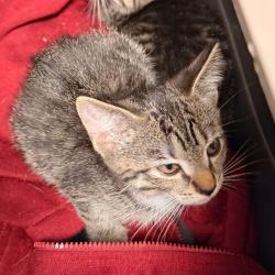 Shelter Stray Unknown Cat last seen , Animal Care & Control Team of Philly, 111 W Hunting Park Ave, Philadelphia, PA 19140, USA
