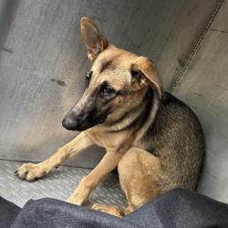 Shelter Stray Unknown Dog last seen , 980 Guilford College Rd, Greensboro, NC 27409, USA