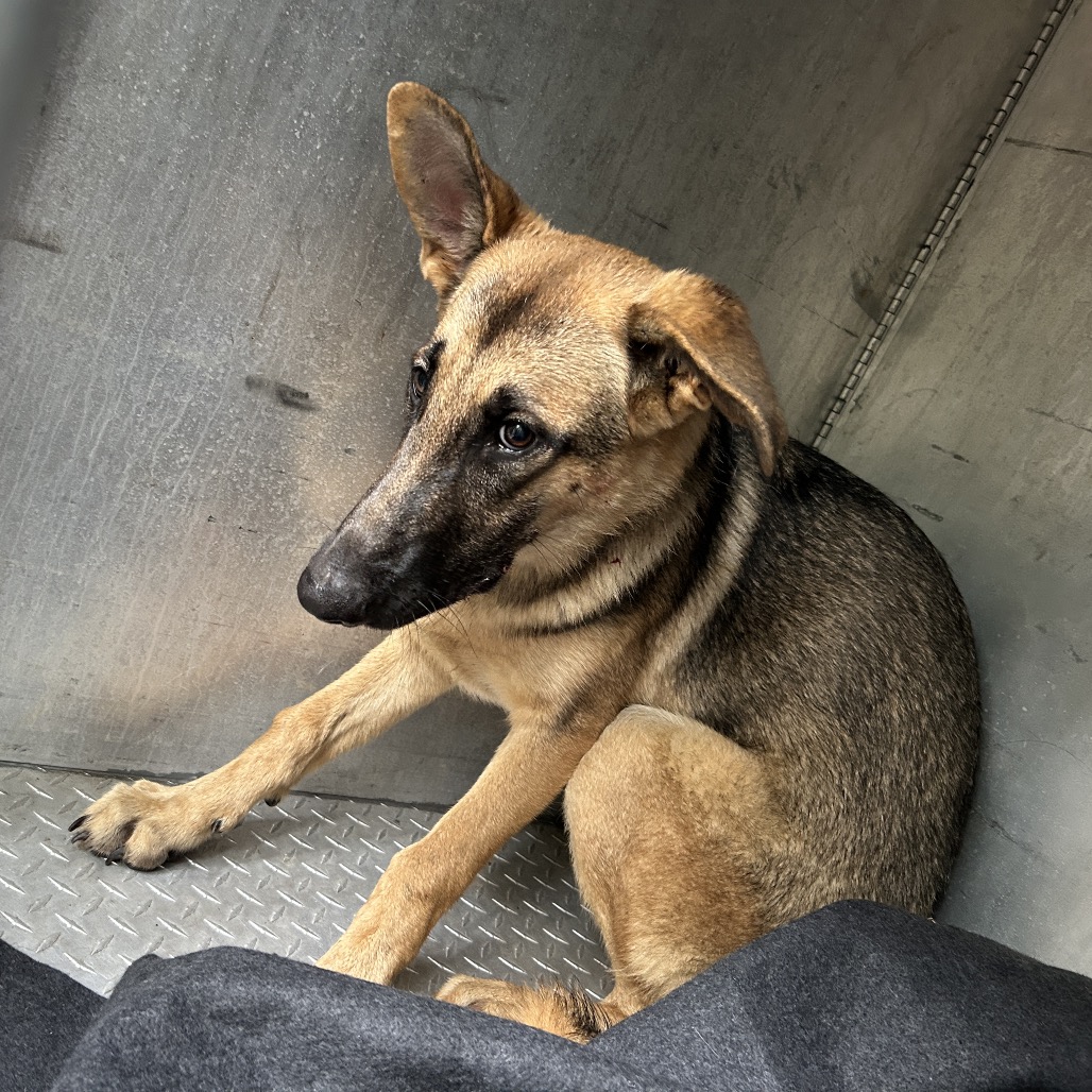 Shelter Stray Unknown Dog last seen , 980 Guilford College Rd, Greensboro, NC 27409, USA
