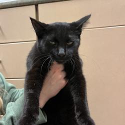 Shelter Stray Female Cat last seen , 54687 Co Rd 19, Bristol, IN 46507, USA