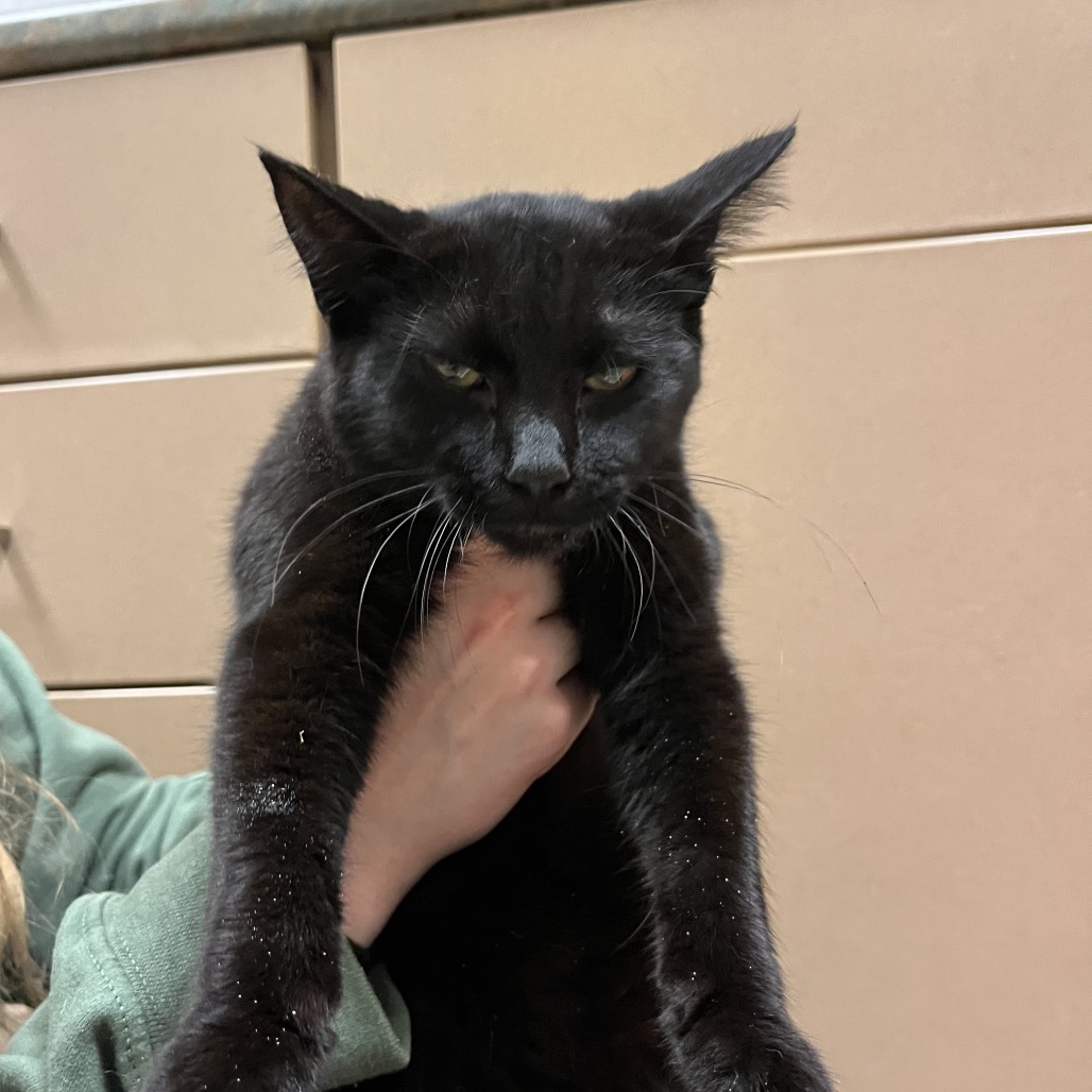 Shelter Stray Female Cat last seen , 54687 Co Rd 19, Bristol, IN 46507, USA