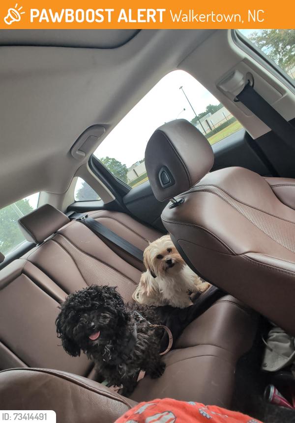 Found/Stray Male Dog last seen Sunoco gas station, Walkertown, NC 27051