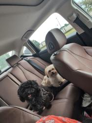 Found/Stray Male Dog last seen Sunoco gas station, Walkertown, NC 27051