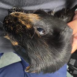 Shelter Stray Female Other last seen , 3607 N Armenia Ave, Tampa, FL 33607, USA
