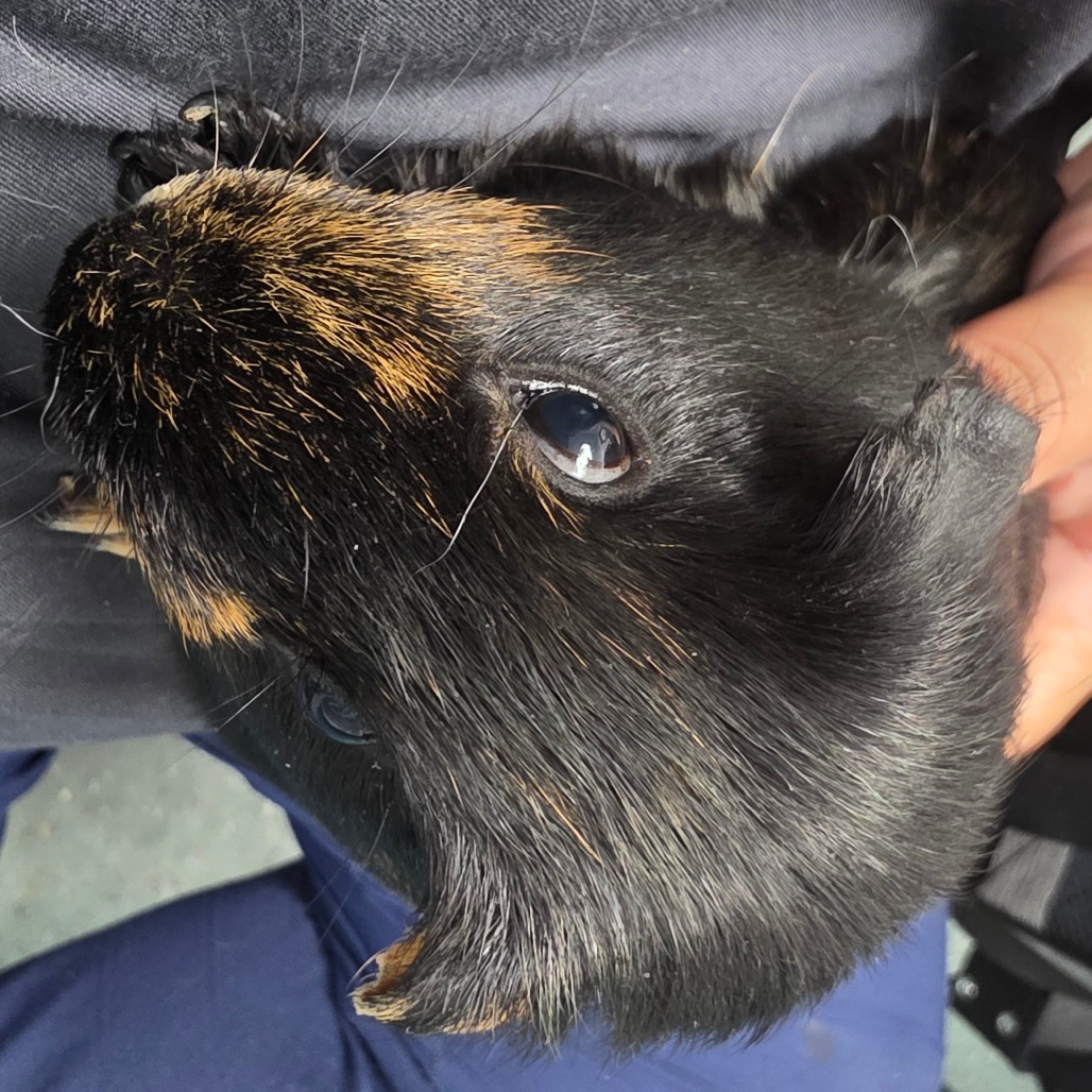 Shelter Stray Female Other last seen , 3607 N Armenia Ave, Tampa, FL 33607, USA