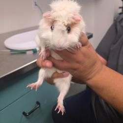 Shelter Stray Female Other last seen , 3607 N Armenia Ave, Tampa, FL 33607, USA
