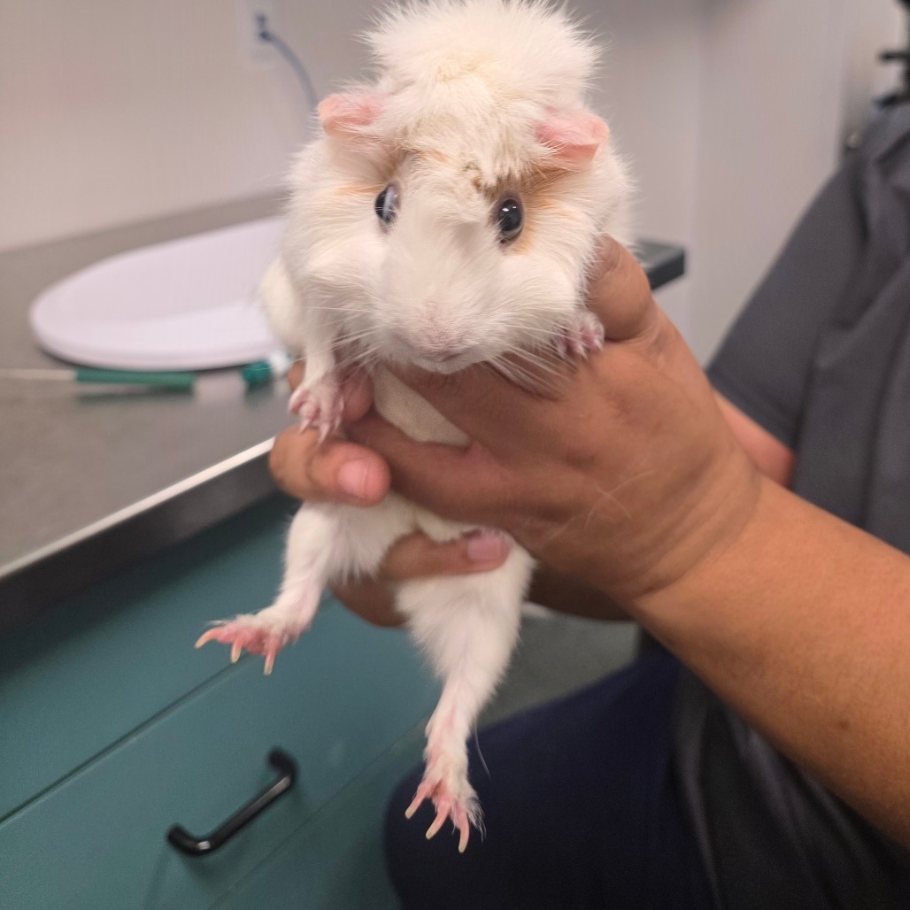 Shelter Stray Female Other last seen , 3607 N Armenia Ave, Tampa, FL 33607, USA