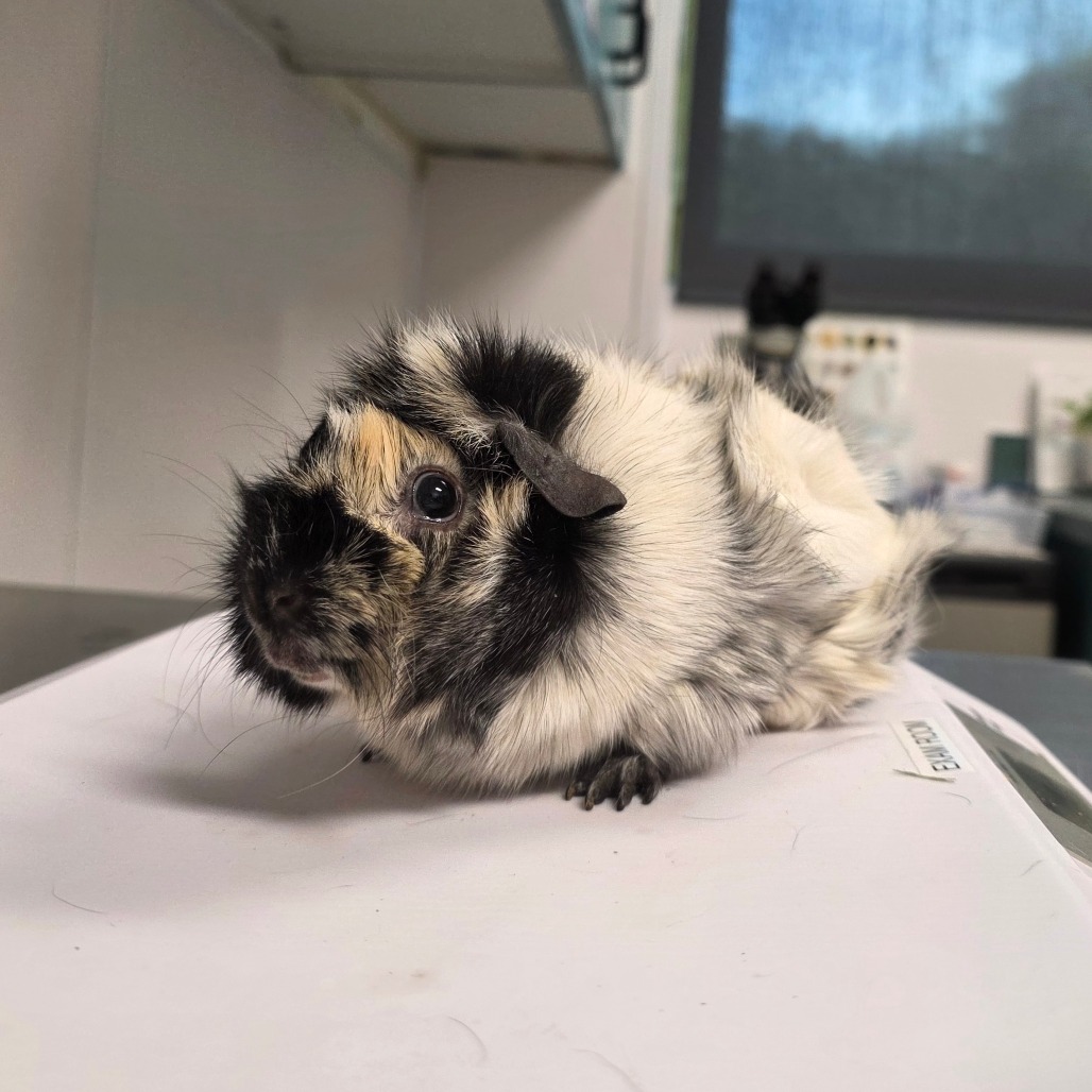 Shelter Stray Female Other last seen , 3607 N Armenia Ave, Tampa, FL 33607, USA