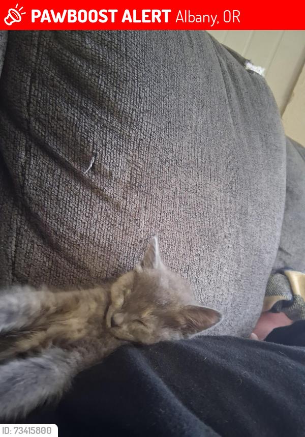Lost Female Cat last seen Near College park dr sw unit87 albany oregon 97322, Albany, OR 97322