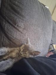 Lost Female Cat last seen Near College park dr sw unit87 albany oregon 97322, Albany, OR 97322