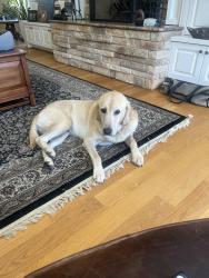 Lost Male Dog last seen Greenwell rd. and Greenwell ct., Virginia Beach, VA 23455