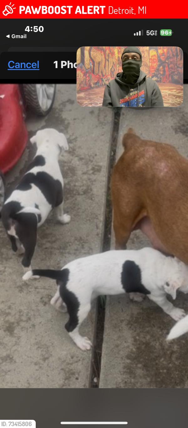 Lost Female Dog last seen Outer drive, Detroit, MI 48213