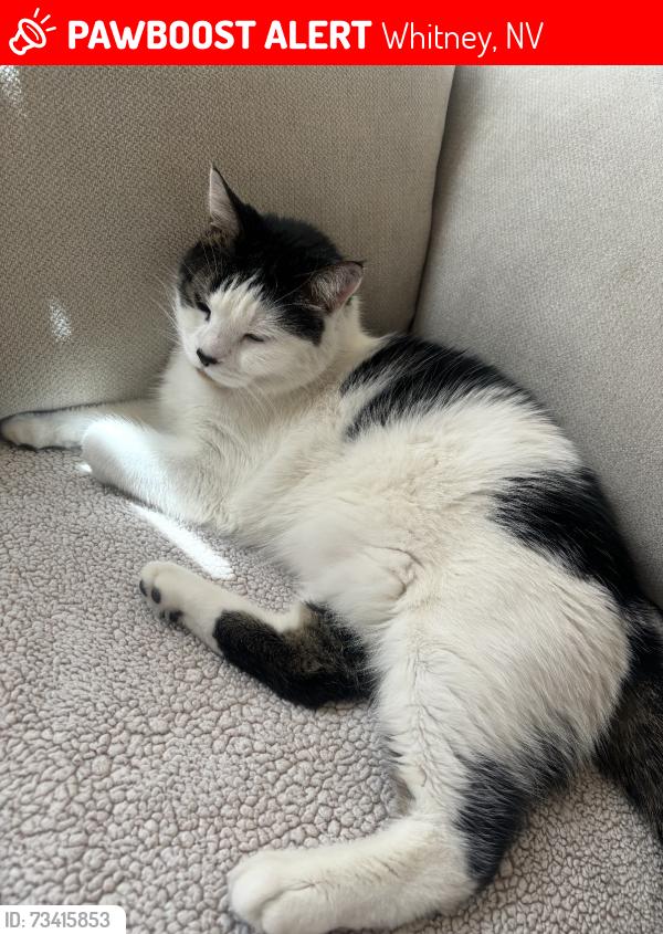 Lost Male Cat last seen Tropicana and Steptoe- lost from Squire Village community., Whitney, NV 89121