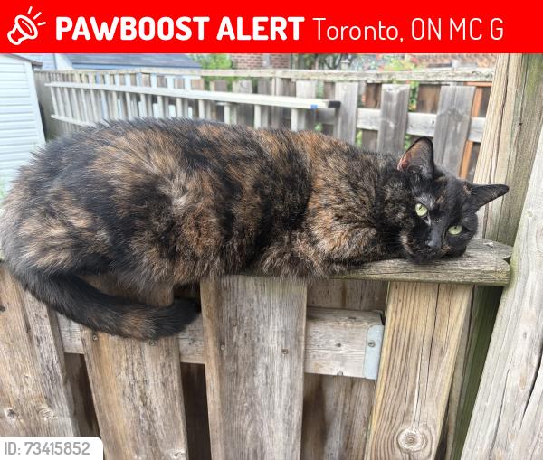 Lost Female Cat last seen Near Stephenson Avenue (Morton and danforth), Toronto, ON M4C 1G1