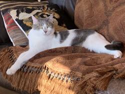 Lost Male Cat last seen Sage Hill, Trails neighborhood, Placitas, NM 87043