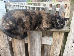 Lost Female Cat last seen Near Stephenson Avenue (Morton and danforth), Toronto, ON M4C 1G1
