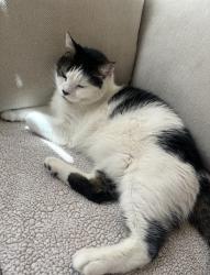 Lost Male Cat last seen Tropicana and Steptoe- lost from Squire Village community., Whitney, NV 89121