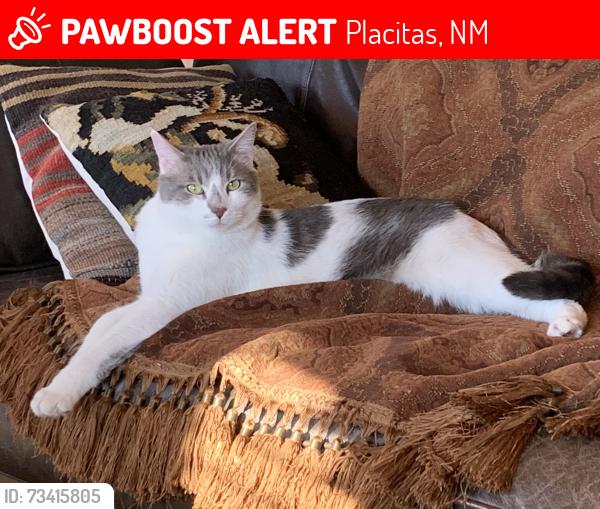 Lost Male Cat last seen Sage Hill, Trails neighborhood, Placitas, NM 87043