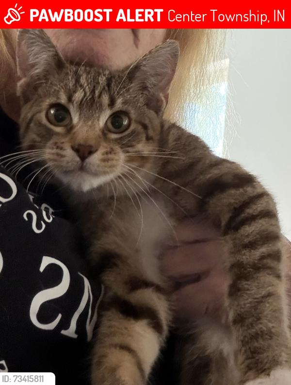 Lost Male Cat last seen Before the round about closer to Heavenwood, Center Township, IN 46307