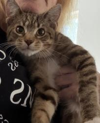 Lost Male Cat last seen Before the round about closer to Heavenwood, Center Township, IN 46307