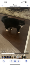 Lost Male Cat last seen Se 66 th ave in se 11 loop, Belleview, FL 34420