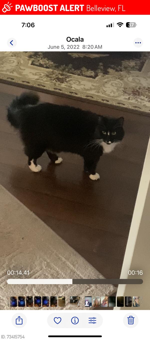 Lost Male Cat last seen Se 66 th ave in se 11 loop, Belleview, FL 34420