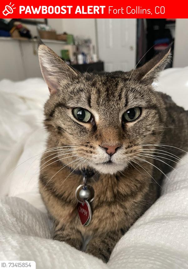 Lost Female Cat last seen 10th Street and San Cristo Street, Fort Collins, CO 80524