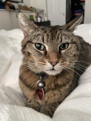 Lost Female Cat last seen 10th Street and San Cristo Street, Fort Collins, CO 80524