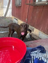 Found/Stray Male Dog last seen Rainbow hills neighborhood, San Antonio, TX 78227