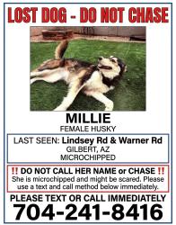Lost Female Dog last seen Lindsey and Warner, Gilbert, AZ 85296