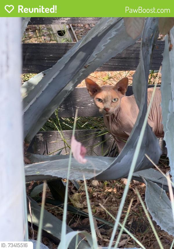 Reunited Unknown Cat last seen Verdugo View Drive and Verdugo View Terrace, LA 90065, Los Angeles, CA 90065