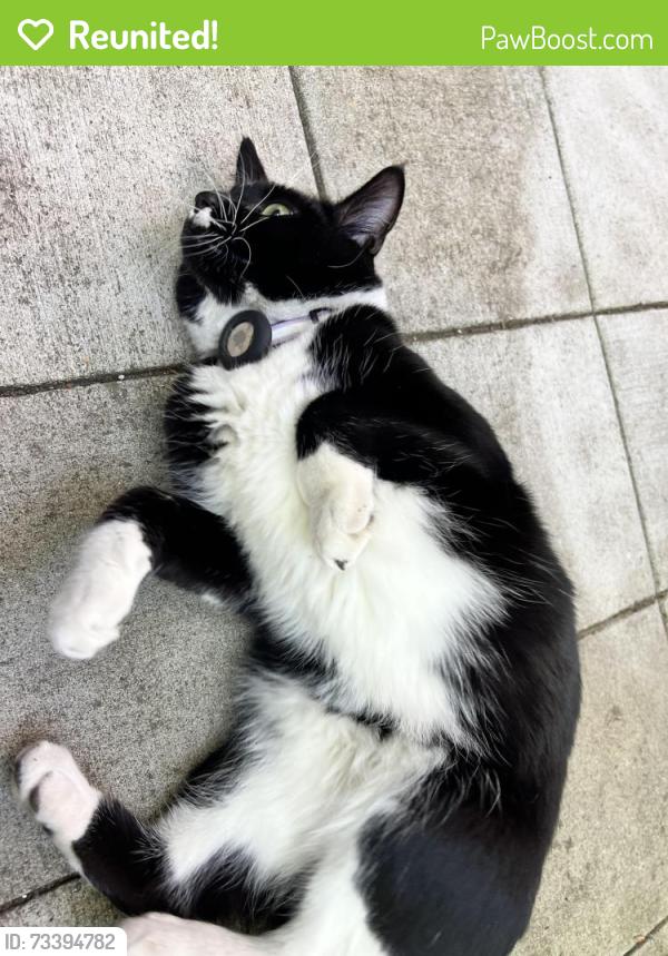Reunited Male Cat last seen Near west Viewmont way west, Seattle, WA 98199