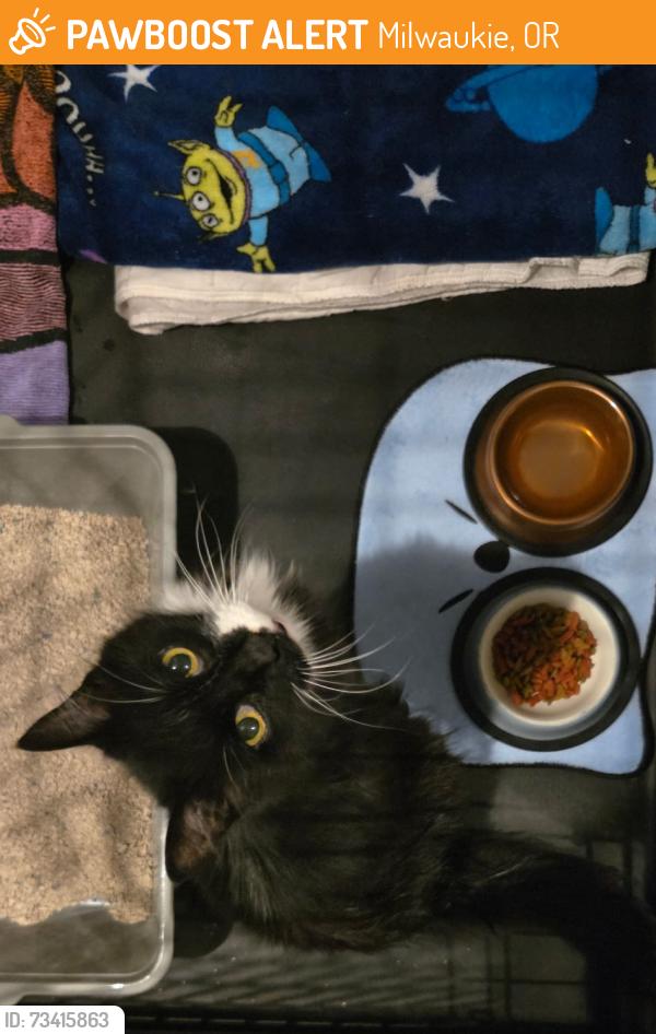 Found/Stray Female Cat last seen Providence hosp Milwaukie, Milwaukie, OR 97222
