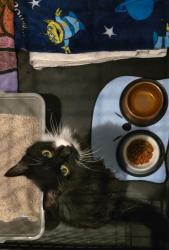 Found/Stray Female Cat last seen Providence hosp Milwaukie, Milwaukie, OR 97222
