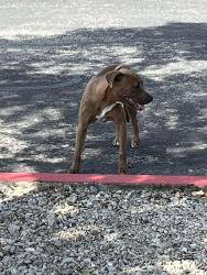 Found/Stray Unknown Dog last seen At Helena Church, San Antonio, TX 78217