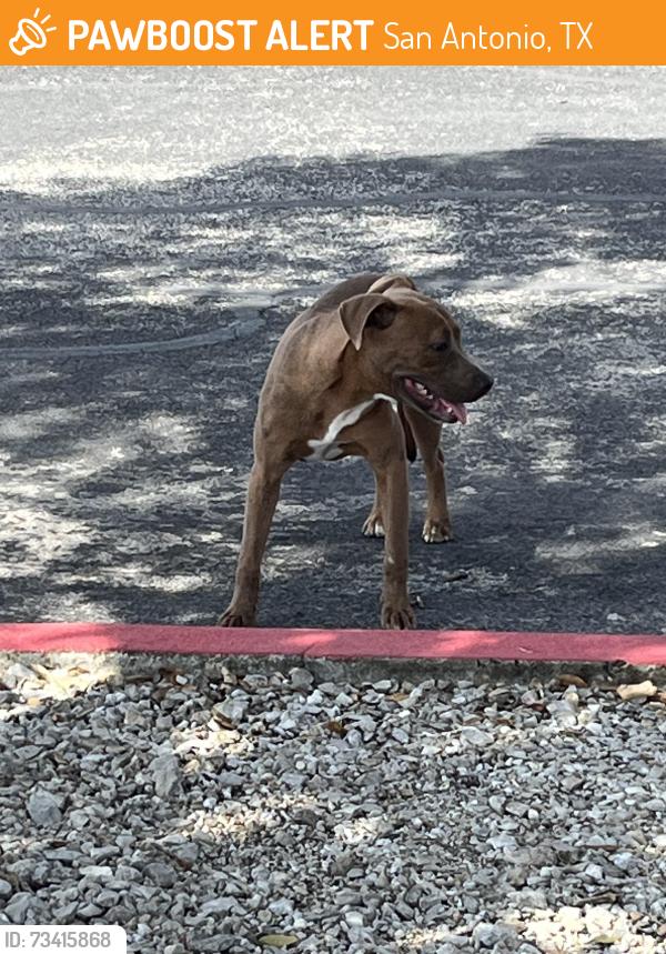 Found/Stray Unknown Dog last seen At Helena Church, San Antonio, TX 78217