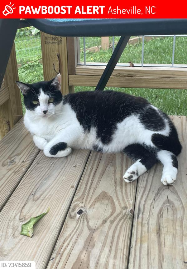 Lost Male Cat last seen Fairview Road Oakley neighborhood east Asheville, Asheville, NC 28803