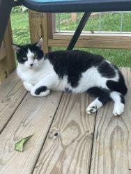 Lost Male Cat last seen Fairview Road Oakley neighborhood east Asheville, Asheville, NC 28803
