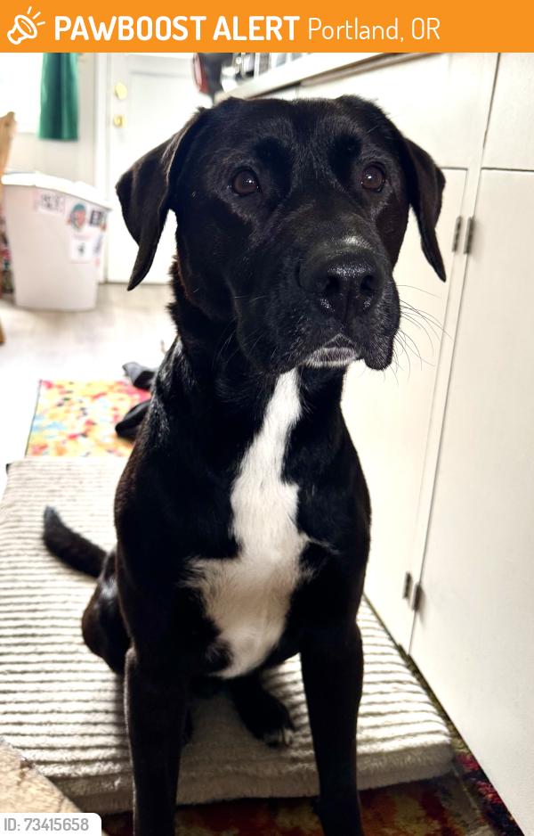 Found/Stray Male Dog last seen Normandale Dog Park - Ne 57th & Halsey, Portland, OR 97213