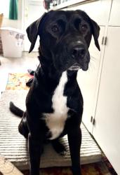 Found/Stray Male Dog last seen Normandale Dog Park - Ne 57th & Halsey, Portland, OR 97213