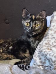 Reunited Female Cat last seen Near E Commonwealth Ave, Fullerton, CA 92831, USA, Fullerton, CA 92831