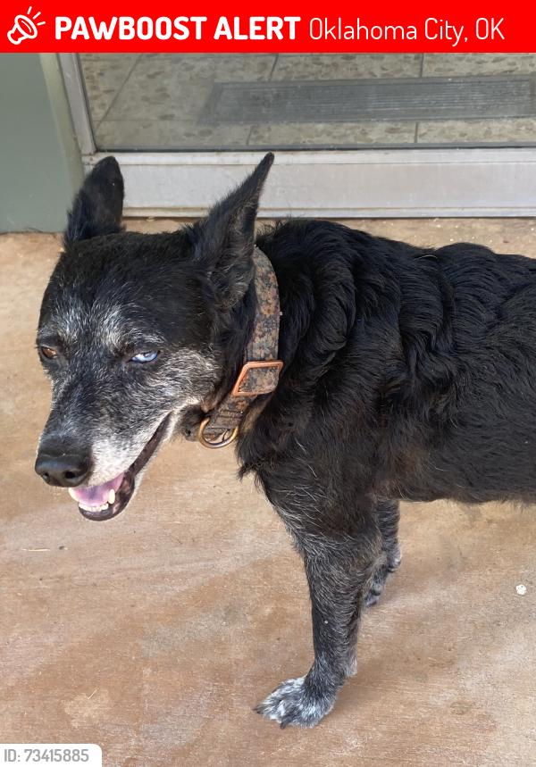 Lost Unknown Dog last seen Nw36 & broadway, Oklahoma City, OK 73118