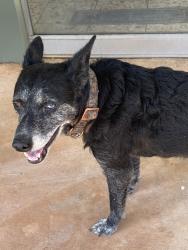 Lost Unknown Dog last seen Nw36 & broadway, Oklahoma City, OK 73118