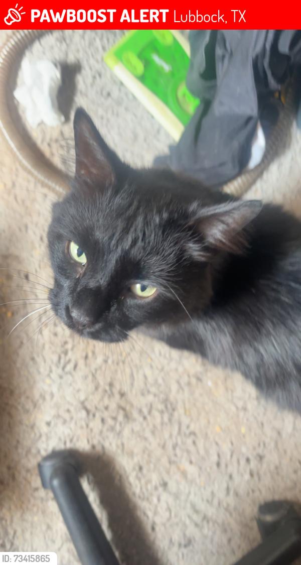 Lost Male Cat last seen East baylor and redbud, Lubbock, TX 79403