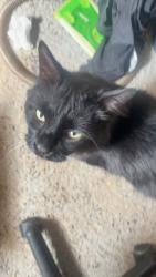 Lost Male Cat last seen East baylor and redbud, Lubbock, TX 79403