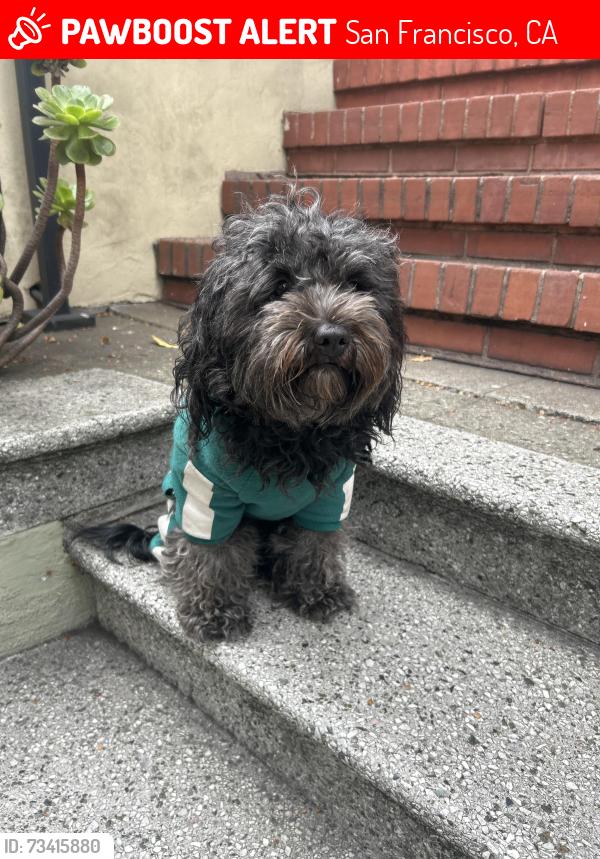 Lost Unknown Dog last seen Near Scott street San Francisco, San Francisco, CA 94115