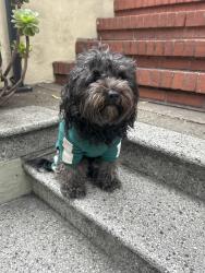 Lost Unknown Dog last seen Near Scott street San Francisco, San Francisco, CA 94115