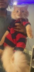 Lost Male Cat last seen Near los indios Pkwy Ave Mission tx, Mission, TX 78572