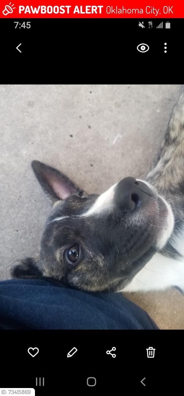Lost Male Dog last seen Brookline and SW 25th st, Oklahoma City, OK 73108
