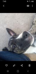 Lost Male Dog last seen Brookline and SW 25th st, Oklahoma City, OK 73108